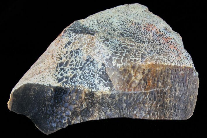 Polished Dinosaur Bone (Gembone) Section - Colorado #73007